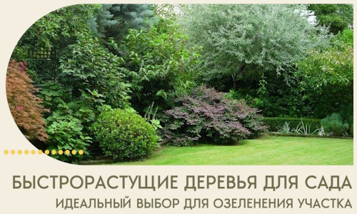 Быстрорастущие деревья для сада идеальный выбор в Дальнегорске