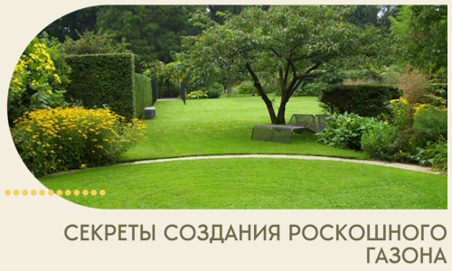 Секреты создания роскошного газона в Дальнегорске